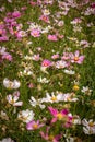 Cosmos flowers in the garden