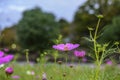 Cosmos Flowers