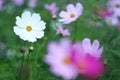 Cosmos flowers isolated on grass background Royalty Free Stock Photo