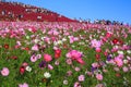 Cosmos flowers in Kokuei Hitachi Seaside Park - Hitachinaka, Ibaraki, Japan Royalty Free Stock Photo