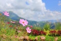 Cosmos flowers in meadow field background and mountain landscape Royalty Free Stock Photo