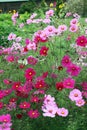 Cosmos flowers