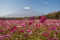 Cosmos flowers and Mountain Fuji Royalty Free Stock Photo