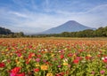 Cosmos flowers and Mountain Fuji Royalty Free Stock Photo