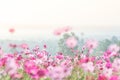 Pink Cosmos flowers field