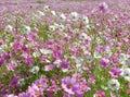 Cosmos flowers, North West, South Africa Royalty Free Stock Photo