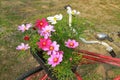 Cosmos flowers on old bicycle Royalty Free Stock Photo