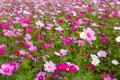 Cosmos flowers in outdoor park