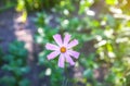 Cosmos flowers outdoors. Colourful plants in the garden