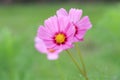 Cosmos flowers pink color in the garden beautiful petal in nature background summer season Royalty Free Stock Photo