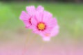 Cosmos flowers pink color in the garden beautiful petal in nature background summer season Royalty Free Stock Photo