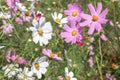 Cosmos Flowers