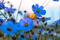 Cosmos flowers in a pretty meadow, cosmos bipinnatus or Mexican aster, daisy family asteraceae