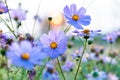 Cosmos flowers in a pretty meadow, cosmos bipinnatus or Mexican aster, daisy family asteraceae