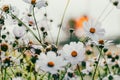 Cosmos flowers in a pretty meadow, cosmos bipinnatus or Mexican aster, daisy family asteraceae