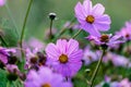 Cosmos flowers in a pretty meadow, cosmos bipinnatus or Mexican aster, daisy family asteraceae