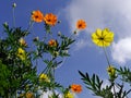 Cosmos flowers rising to the sunshine