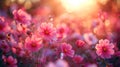 Cosmos flowers at sunset with soft focus Royalty Free Stock Photo