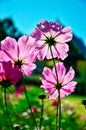 Cosmos flowers, view from below into the sky Royalty Free Stock Photo