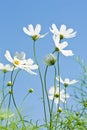 Cosmos flowers