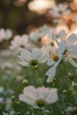 Cosmos flowers