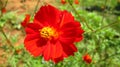 Cosmos, garden cosmos, mexican aster, common cosmos, wild cosmos, klondyke mix, bright eyes, ladybird dwarf or ulam raja