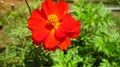 Cosmos, garden cosmos, mexican aster, common cosmos, wild cosmos, klondyke mix, bright eyes, ladybird dwarf or ulam raja