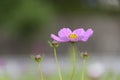 Cosmos Flower beautiful Royalty Free Stock Photo