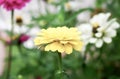 Zinnia flower on blurred green background perfect for presentations. Royalty Free Stock Photo