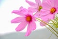 Cosmos a very beautiful flower in Spring in pink color. Royalty Free Stock Photo