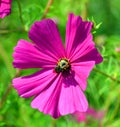 Cosmos is a genus, with the same common name of cosmos,