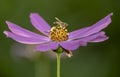 Cosmos is a genus, with the same common name of cosmos