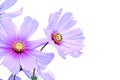 Cosmos is a genus, with the same common name of cosmos. Royalty Free Stock Photo