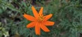 Cosmos Hibiscus rosa-sinensis Orange, An award-winning, floriferous Cosmos with blooms on heat and pest-resistant