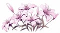 Cosmos Lily Clip Art: Realistic Stylized Flowers For Decorative Backgrounds