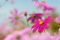 Cosmos, Mexican aster flowers against blue sky