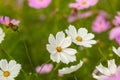 Cosmos, Mexican aster flowers