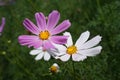 Cosmos (Mexican aster) pink and white flowers Royalty Free Stock Photo