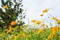 Cosmos orange fields