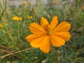 Cosmos orange flower