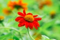 Cosmos orange flower in Thailand's