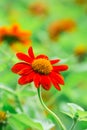 Cosmos orange flower in Thailand's park