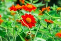 Cosmos orange flower in Thailand