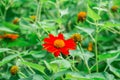 Cosmos orange flower in Thailand's park