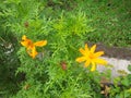 Cosmos Orange green beautiful