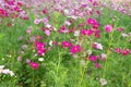 Cosmos pink very fresh color flowers