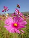 Cosmos pink flower Royalty Free Stock Photo