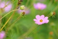 Cosmos pink flower. Royalty Free Stock Photo