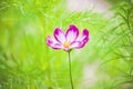 Cosmos pink flower Royalty Free Stock Photo