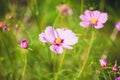 Cosmos pink flower Royalty Free Stock Photo